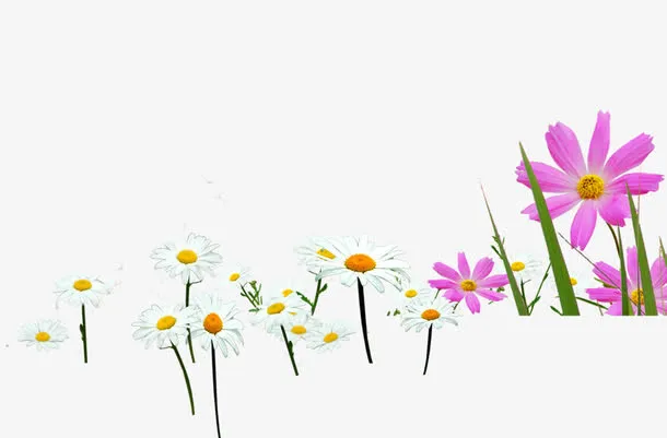 粉色白色鲜花绚丽免抠