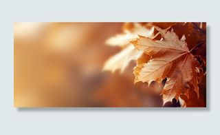 秋天枫叶元素高清摄影风景背景