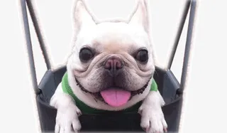 袋子里的斗牛犬免抠