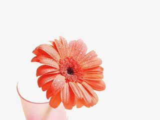 浪漫的花PPT背景