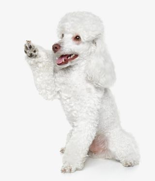 白色贵宾狗狗免抠