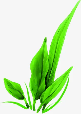 绿色春天景观树叶免抠