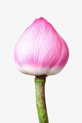 荷花花骨朵免抠