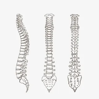 矢量尾椎骨免抠