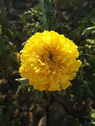 春天风景黄色鲜花高清