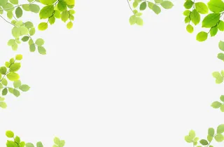 春天边框绿叶装饰免抠装饰植物元素