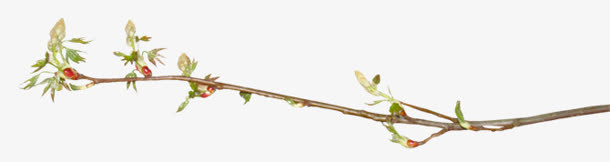 桃花枝绿色花枝免抠