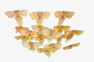 黄色金鱼风筝免抠