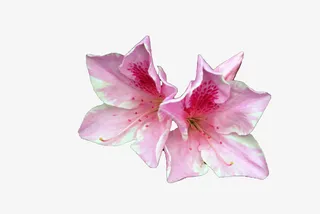 两朵浅粉色开发杜鹃花瓣免抠