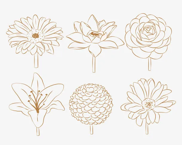 素描美丽的花免抠