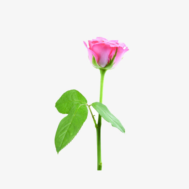 鲜花免抠
