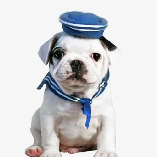 蠢萌的法斗免抠