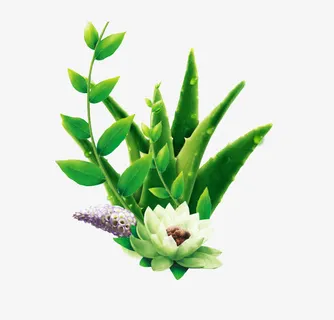 芦荟免抠 芦荟免抠