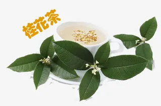 清香的桂花茶免抠