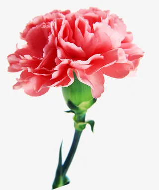 粉色康乃馨6免抠