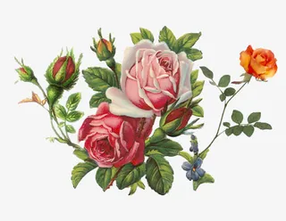 盛开玫瑰花免抠