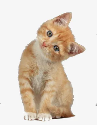 歪头猫咪可爱素材免抠