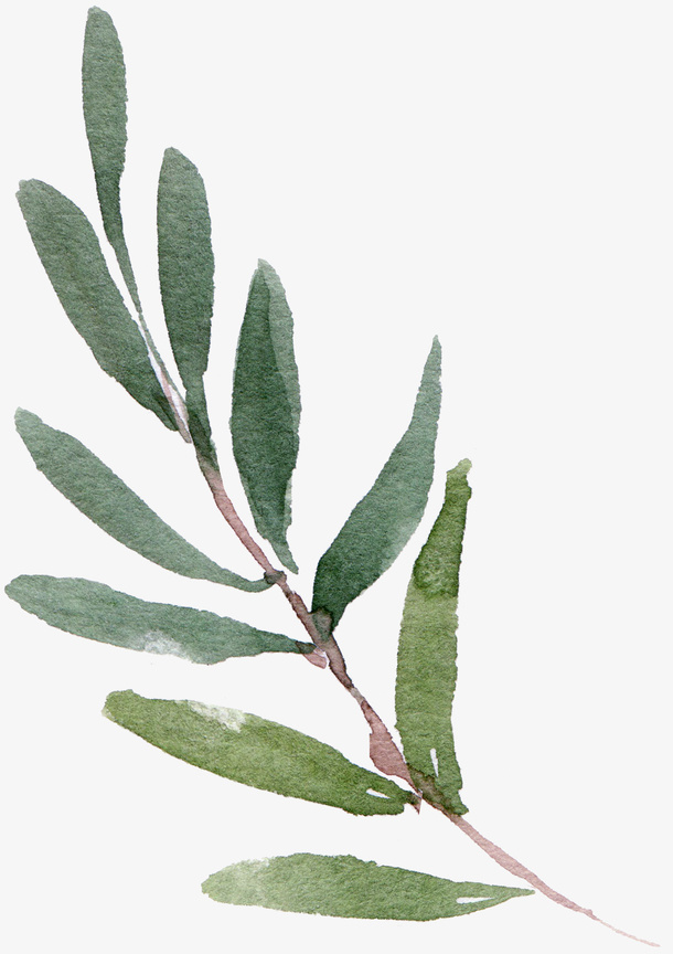 绿色植物的水彩叶子免抠