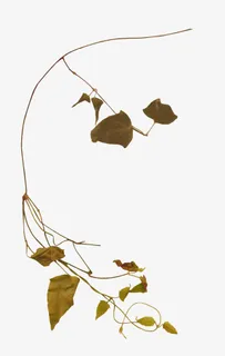 细枝图片免抠动植物植物元素