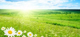 小清新野菊花地背景图高清