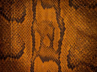 黄色花纹蛇皮背景