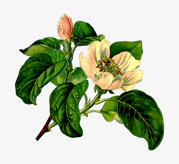 树枝上的花免抠
