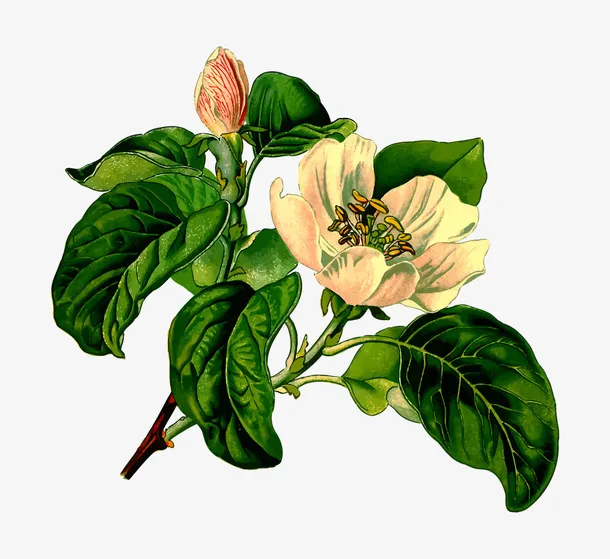 树枝上的花免抠