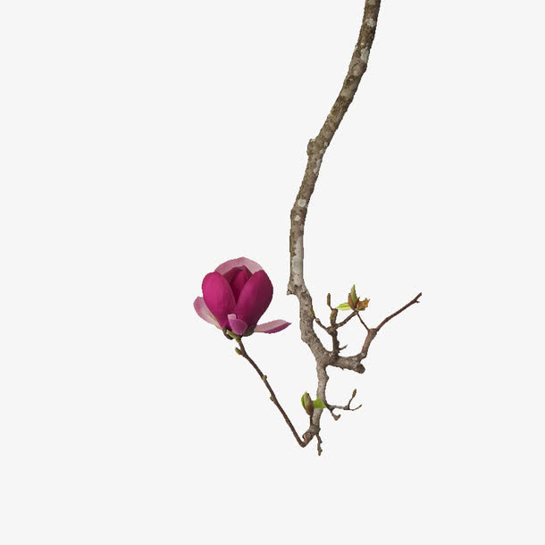 树枝免抠