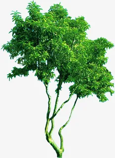 绿色茂密大树免抠 绿色茂密大树免抠