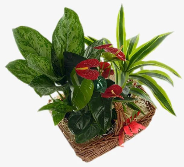 装饰图标矢量花草素材免抠