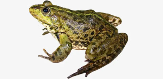 真实青蛙免抠