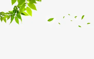 banner背景免抠漂浮叶子元素