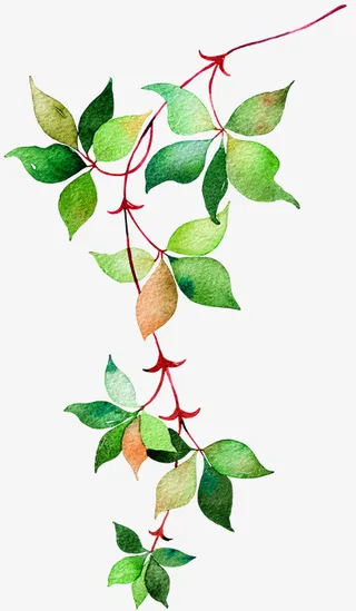 绿色小清新藤曼免抠