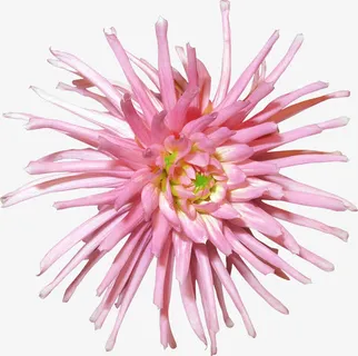 粉红色的菊花免抠 粉红色的菊花免抠