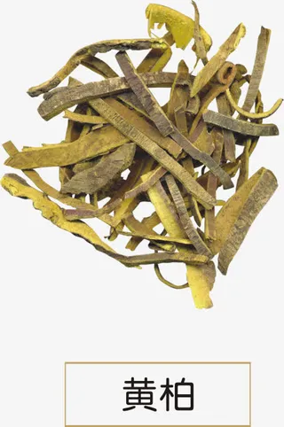 黄柏免抠