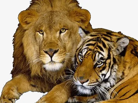 狮虎免抠