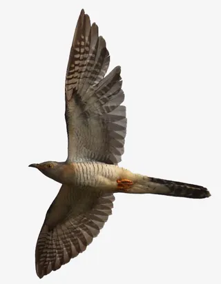 一只杜鹃鸟免抠