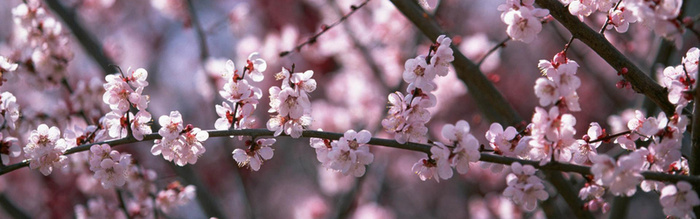 桃花背景高清