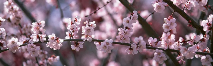 桃花背景高清