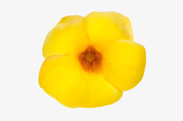 月见草免抠