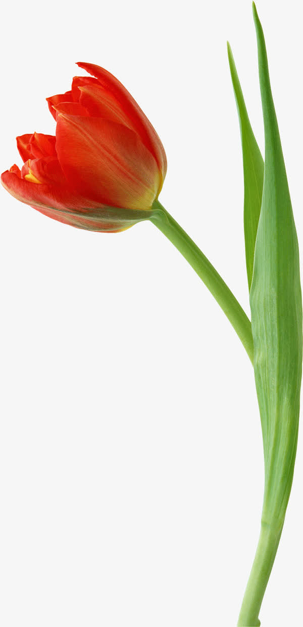 红色郁金香花朵免抠