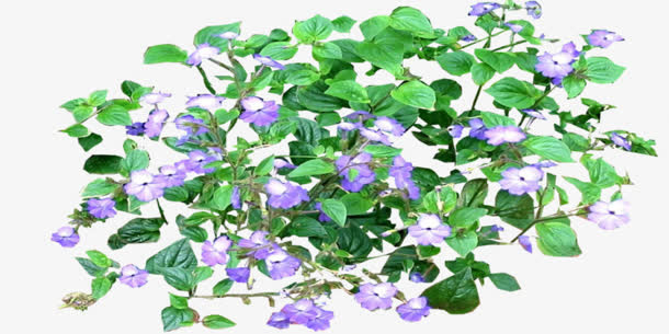 绿叶紫色小花免抠