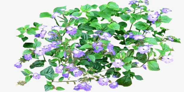 绿叶紫色小花免抠