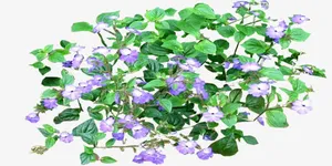 绿叶紫色小花免抠