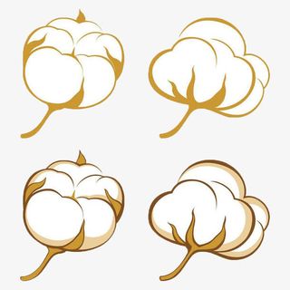 有机棉花图免抠