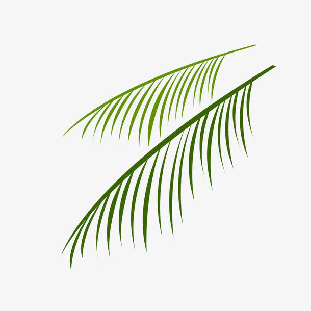 椰树树枝免抠