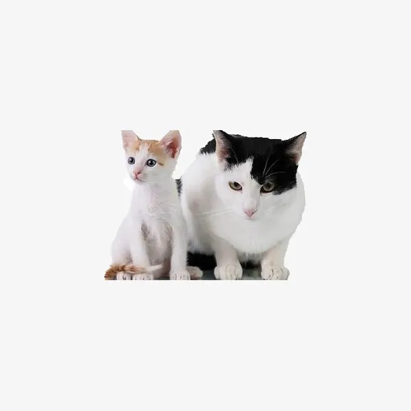 胖猫咪和瘦猫咪免抠
