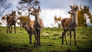 草地,背景,png,素材高清
