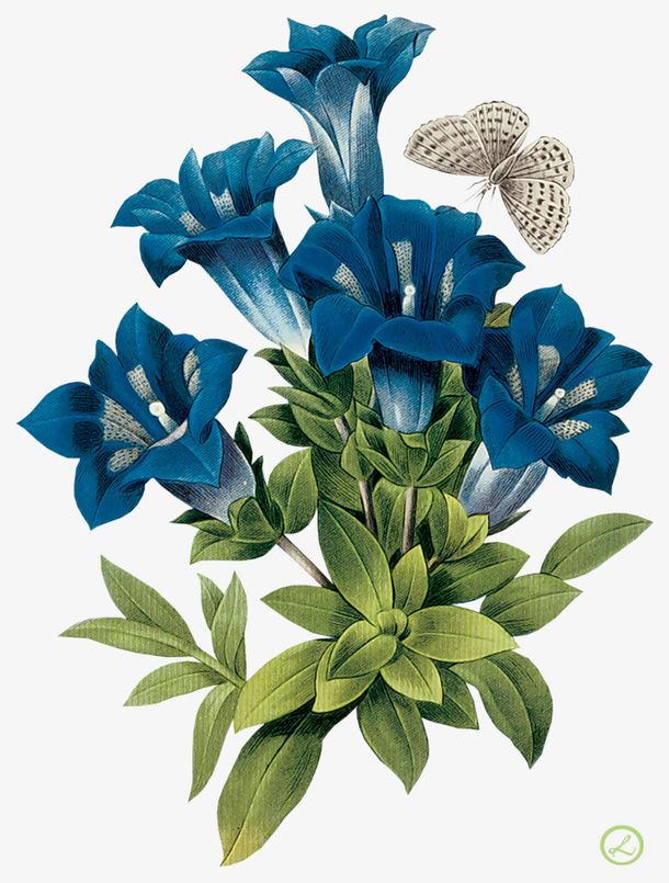花卉素材花卉画免抠