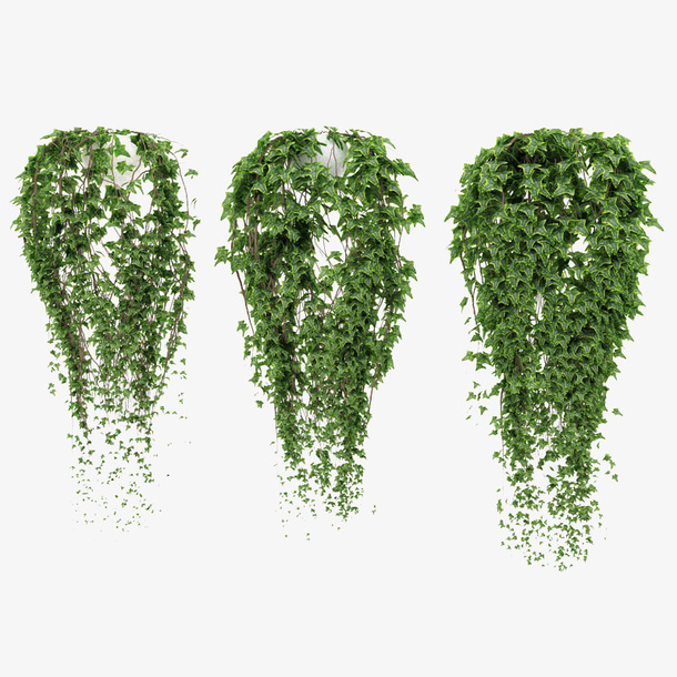 三盆藤蔓鲜草绿色垂吊植物免抠
